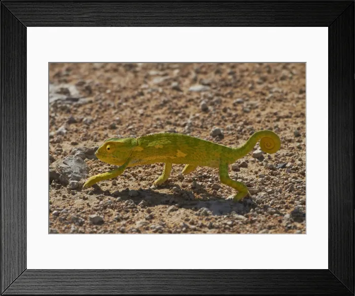 Framed Print : DDE-90021372 Framed Print : DDE-90021372