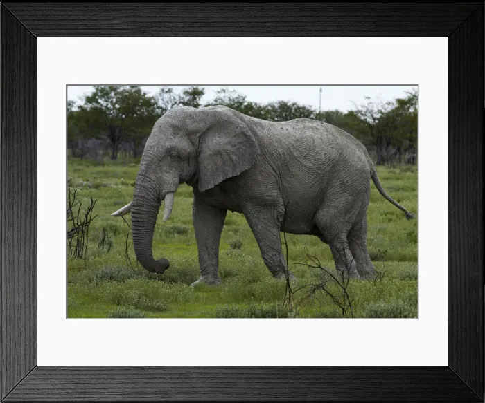 Framed Print : DDE-90021373 Framed Print : DDE-90021373