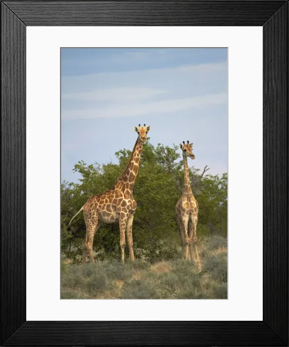 Framed Print : DDE-90021376