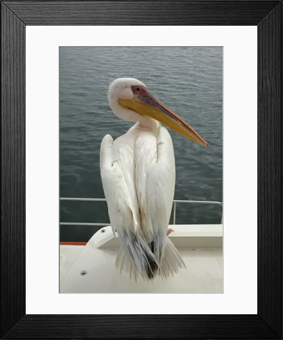 Framed Print : DDE-90021377 Framed Print : DDE-90021377