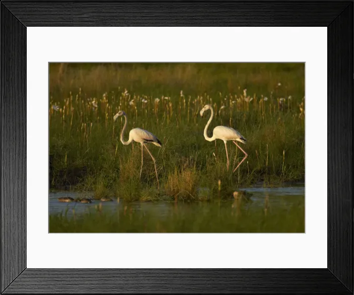 Framed Print : DDE-90021378