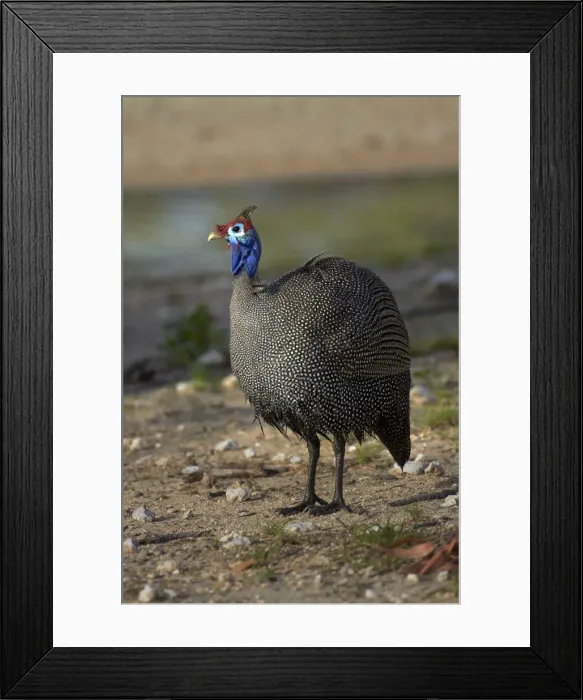 Framed Print : DDE-90021379 Framed Print : DDE-90021379