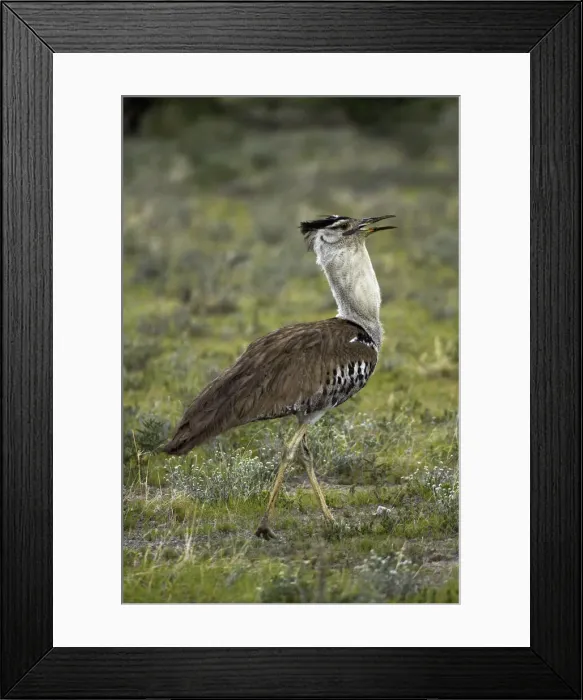 Framed Print : DDE-90021380 Framed Print : DDE-90021380