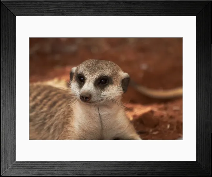 Framed Print : DDE-90021382