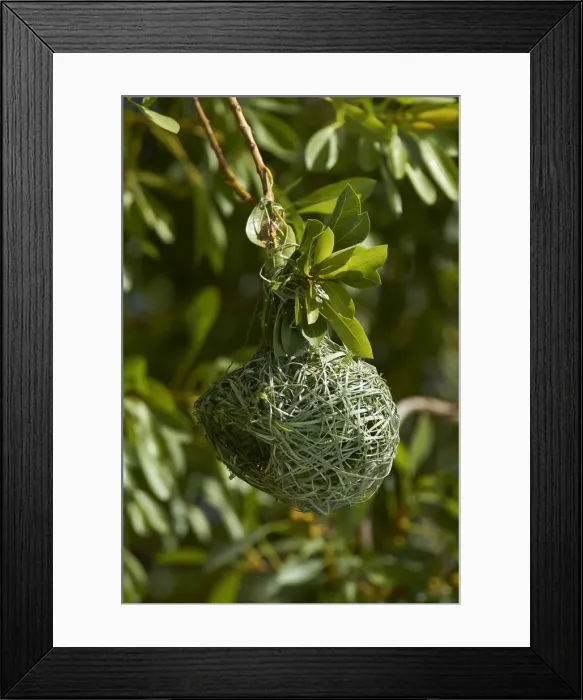 Framed Print : DDE-90021383