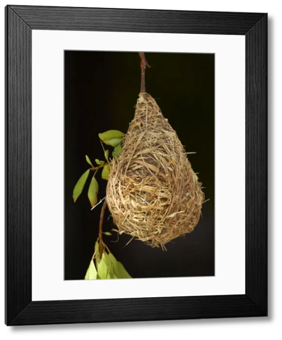 Framed Print : DDE-90021384 Framed Print : DDE-90021384