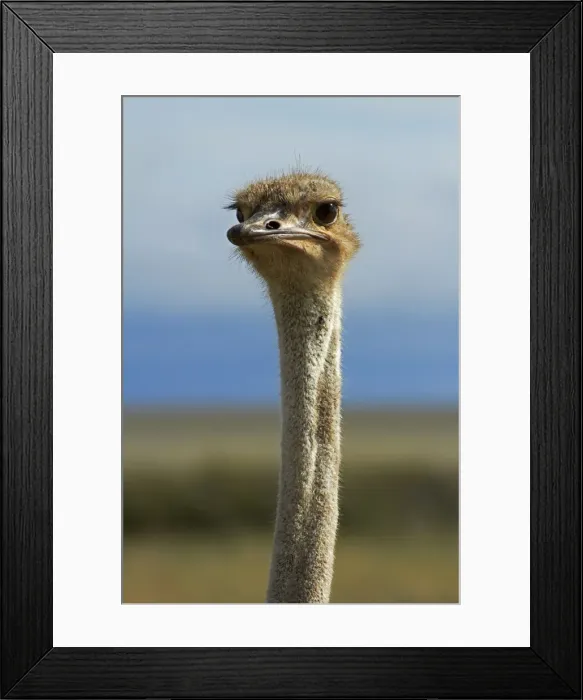 Framed Print : DDE-90021385 Framed Print : DDE-90021385