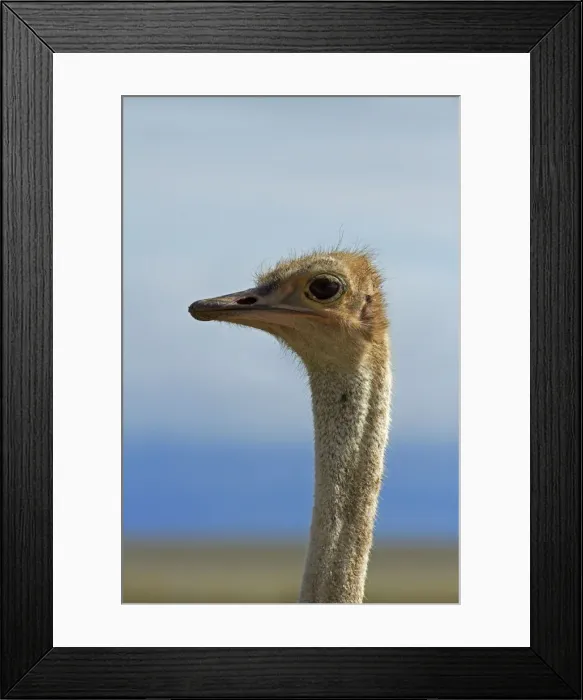 Framed Print : DDE-90021386 Framed Print : DDE-90021386