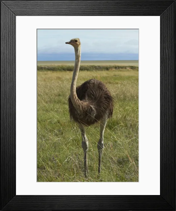Framed Print : DDE-90021387 Framed Print : DDE-90021387