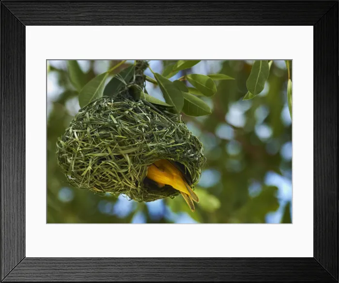 Framed Print : DDE-90021391 Framed Print : DDE-90021391