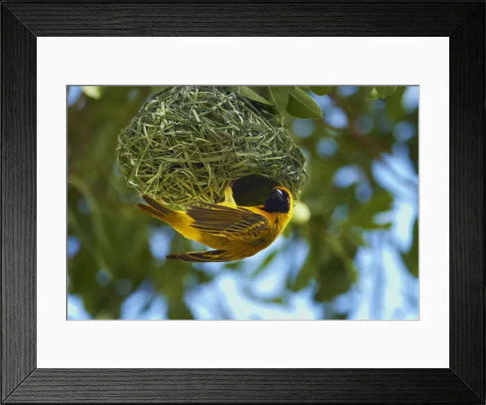 Framed Print : DDE-90021392 Framed Print : DDE-90021392