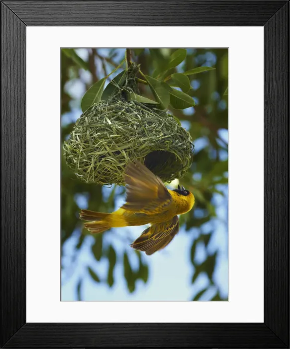 Framed Print : DDE-90021393
