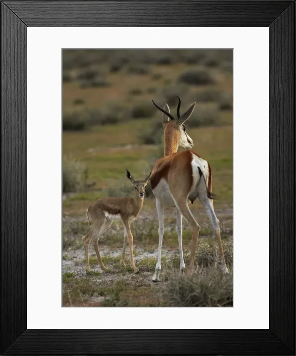 Framed Print : DDE-90021395 Framed Print : DDE-90021395