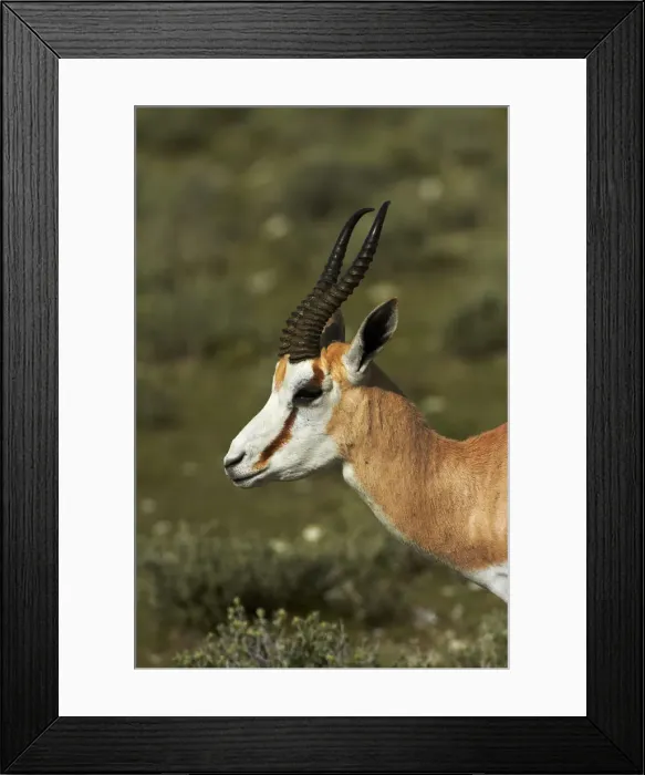 Framed Print : DDE-90021396 Framed Print : DDE-90021396