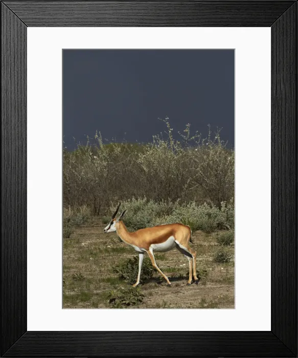 Framed Print : DDE-90021397 Framed Print : DDE-90021397