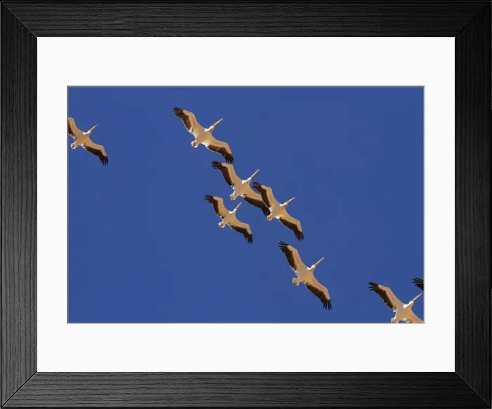 Framed Print : DDE-90021398 Framed Print : DDE-90021398