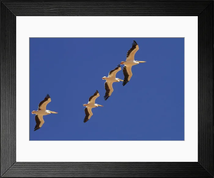 Framed Print : DDE-90021399 Framed Print : DDE-90021399