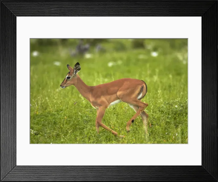 Framed Print : DDE-90021400 Framed Print : DDE-90021400