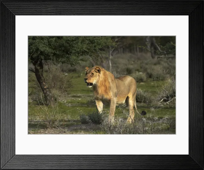 Framed Print : DDE-90021401 Framed Print : DDE-90021401
