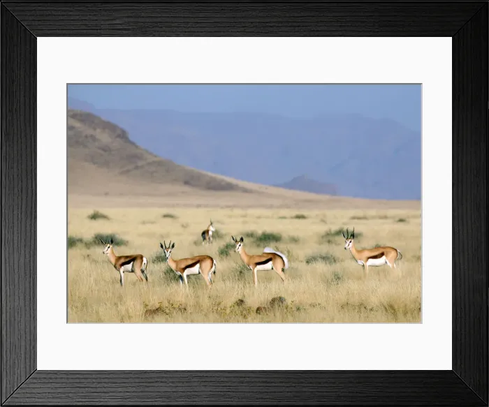 Framed Print : DDE-90021416 Framed Print : DDE-90021416