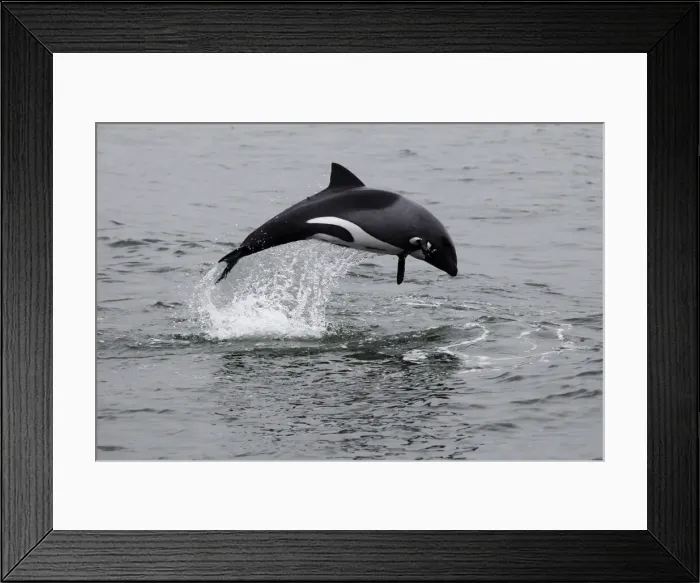 Framed Print : DDE-90021424 Framed Print : DDE-90021424