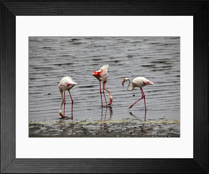 Framed Print : DDE-90021421 Framed Print : DDE-90021421