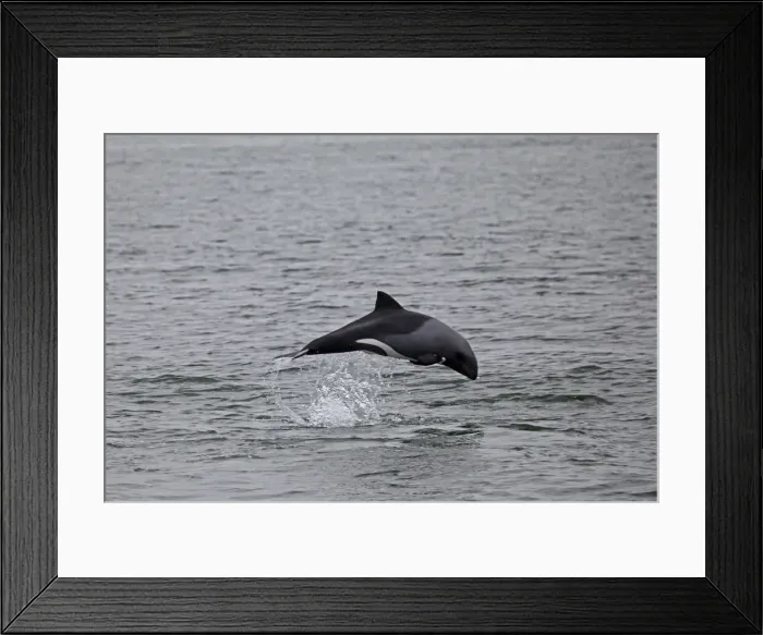 Framed Print : DDE-90021425 Framed Print : DDE-90021425