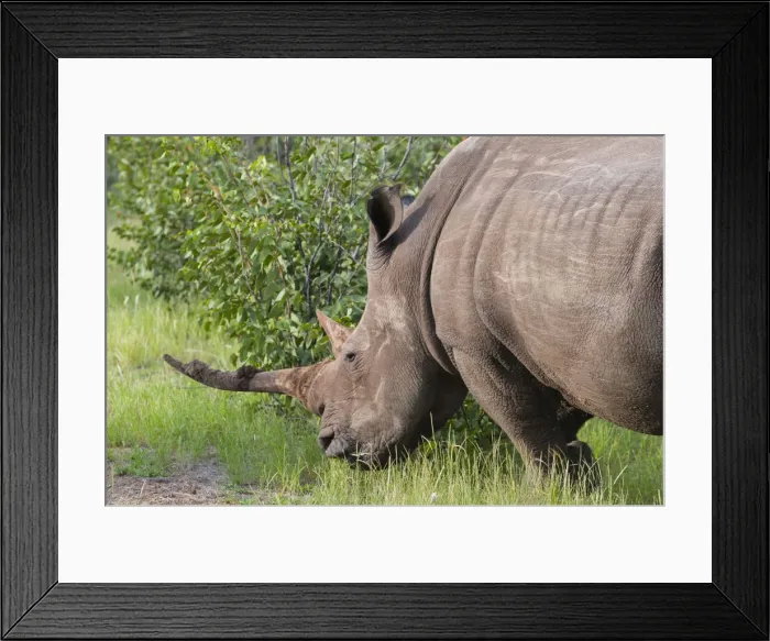 Framed Print : DDE-90021435 Framed Print : DDE-90021435