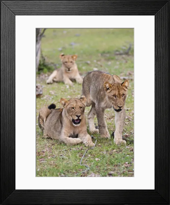 Framed Print : DDE-90021436 Framed Print : DDE-90021436
