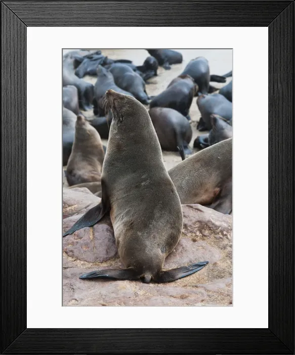 Framed Print : DDE-90021442 Framed Print : DDE-90021442
