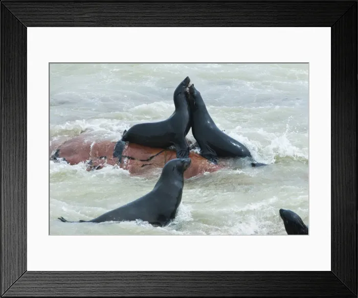 Framed Print : DDE-90021444 Framed Print : DDE-90021444