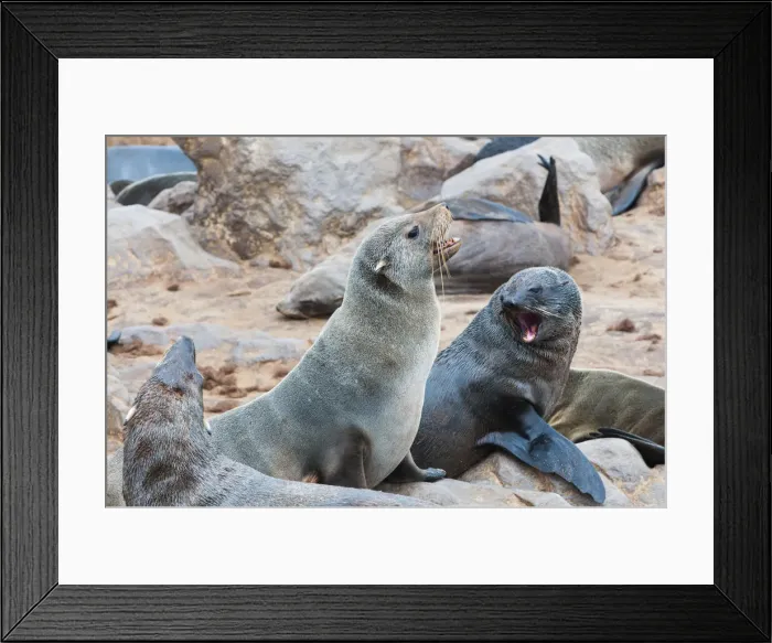 Framed Print : DDE-90021446 Framed Print : DDE-90021446