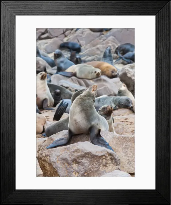 Framed Print : DDE-90021448 Framed Print : DDE-90021448