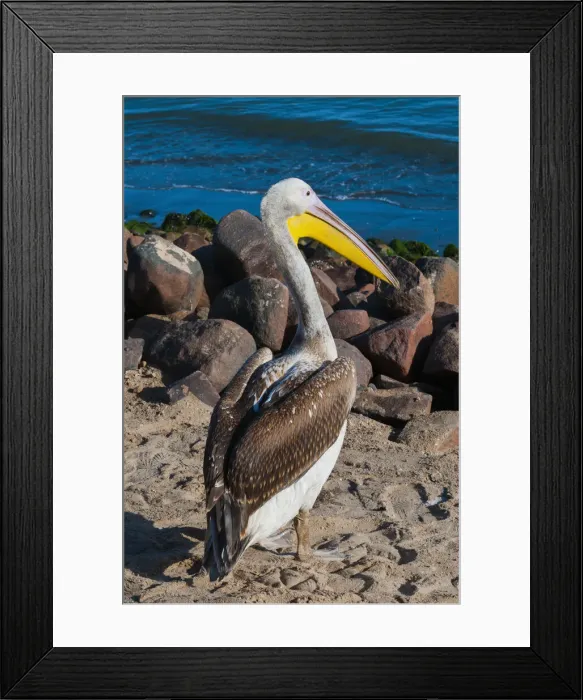 Framed Print : DDE-90021449 Framed Print : DDE-90021449