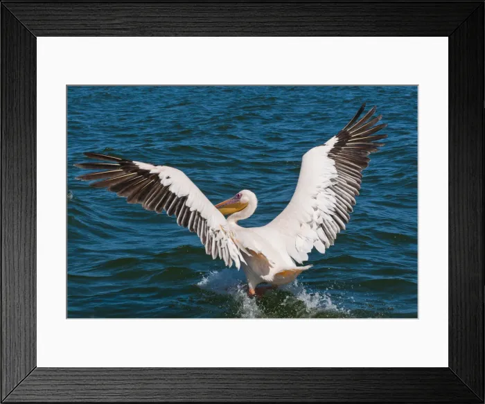 Framed Print : DDE-90021450 Framed Print : DDE-90021450