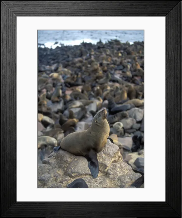 Framed Print : DDE-90021457