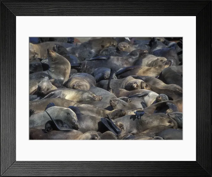 Framed Print : DDE-90021460 Framed Print : DDE-90021460