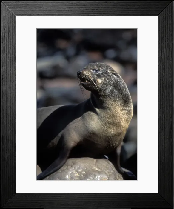 Framed Print : DDE-90021461 Framed Print : DDE-90021461