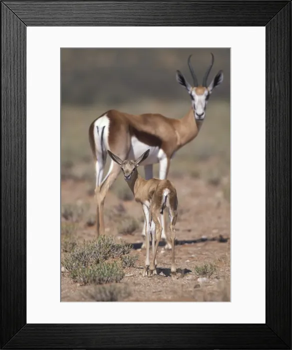 Framed Print : DDE-90021462 Framed Print : DDE-90021462