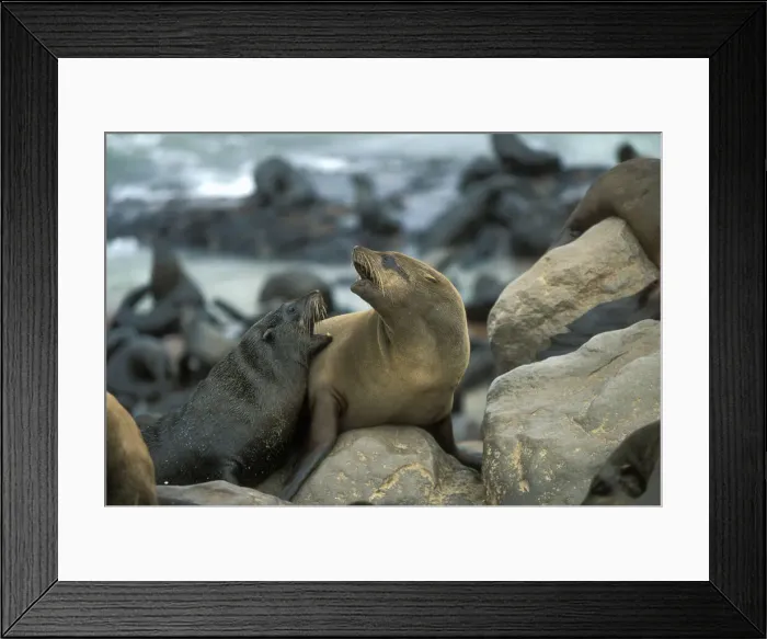 Framed Print : DDE-90021459 Framed Print : DDE-90021459