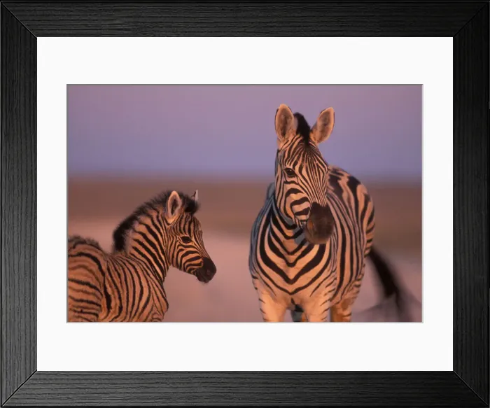 Framed Print : DDE-90021464 Framed Print : DDE-90021464