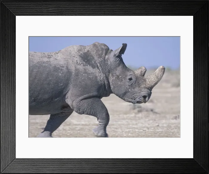 Framed Print : DDE-90021467 Framed Print : DDE-90021467