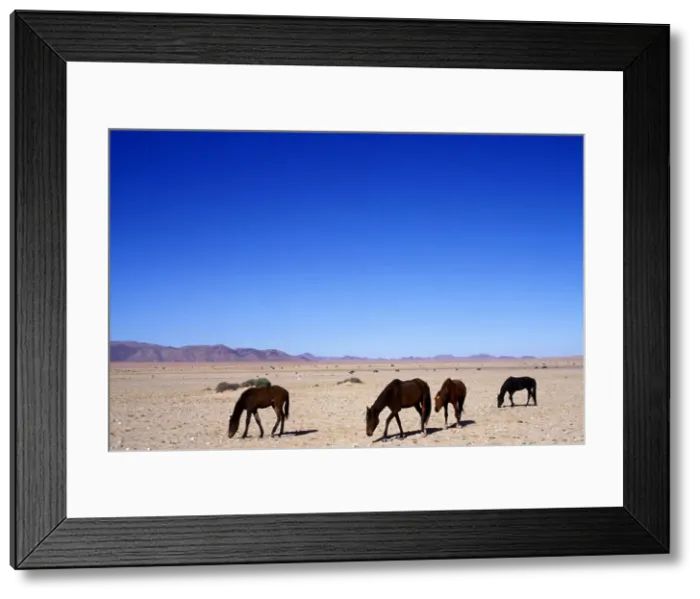Framed Print : DDE-90021474 Framed Print : DDE-90021474