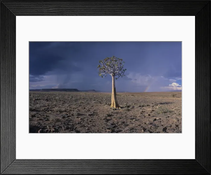 Framed Print : DDE-90021492 Framed Print : DDE-90021492