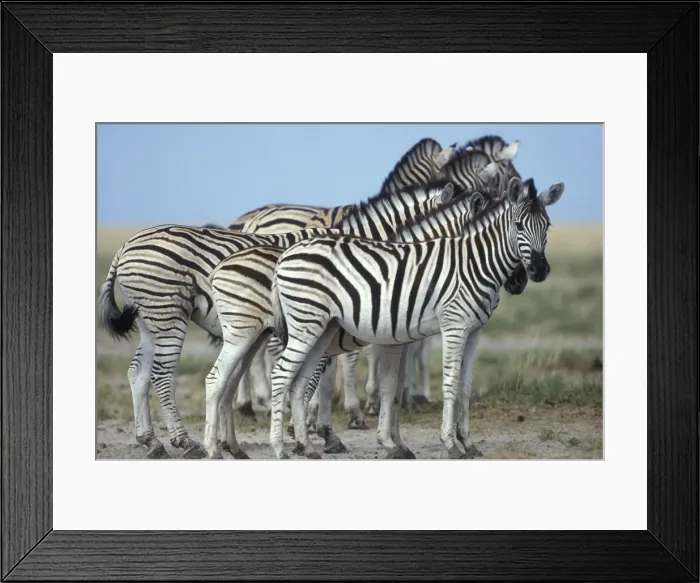 Framed Print : Namibia, Etosha National Park, Plains Zebra Framed Print : Namibia, Etosha National Park, Plains Zebra