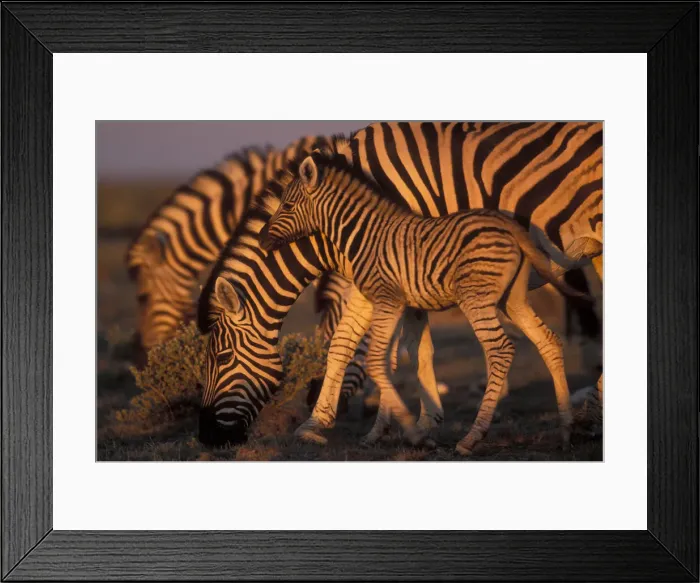 Framed Print : DDE-90021498