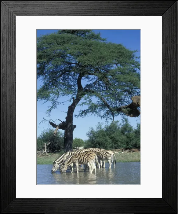 Framed Print : DDE-90021497 Framed Print : DDE-90021497