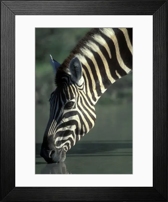 Framed Print : DDE-90021499 Framed Print : DDE-90021499