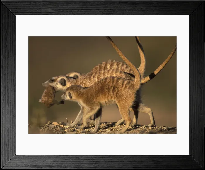 Framed Print : DDE-90021501 Framed Print : DDE-90021501