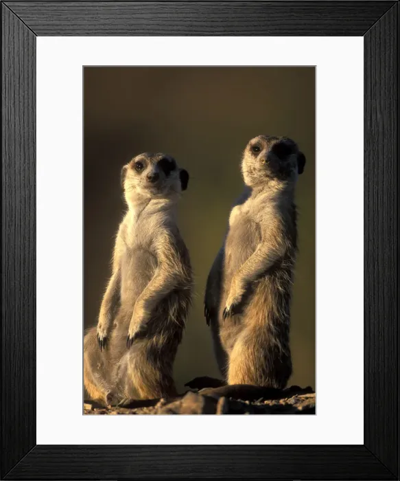 Framed Print : DDE-90021503 Framed Print : DDE-90021503